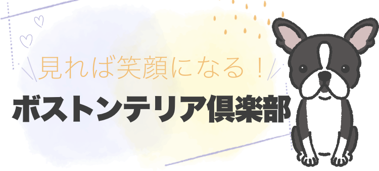 見れば笑顔になる！ボストンテリア倶楽部